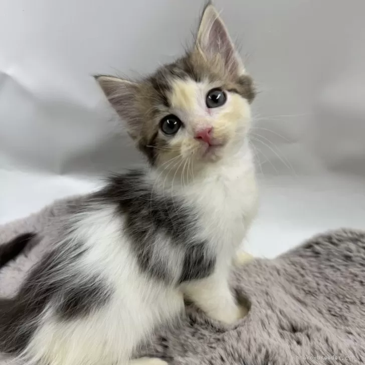 ID:2412-01465の子猫