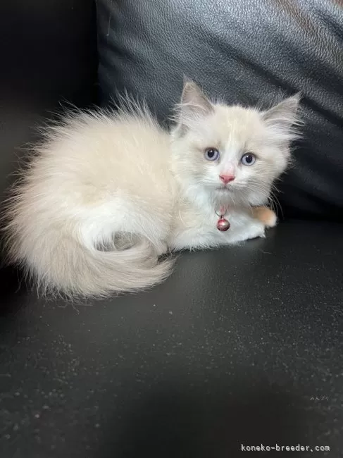 ID：2410-01529の子猫