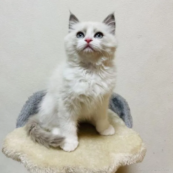 ID：2301-00599の子猫