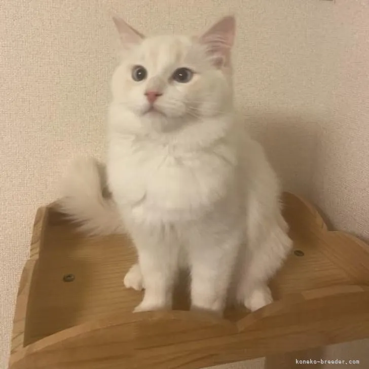 ID：2210-00547の子猫