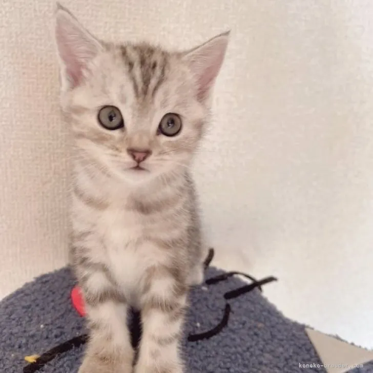 ID：2309-03081の子猫