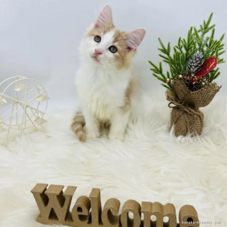 ID:2212-02284の子猫