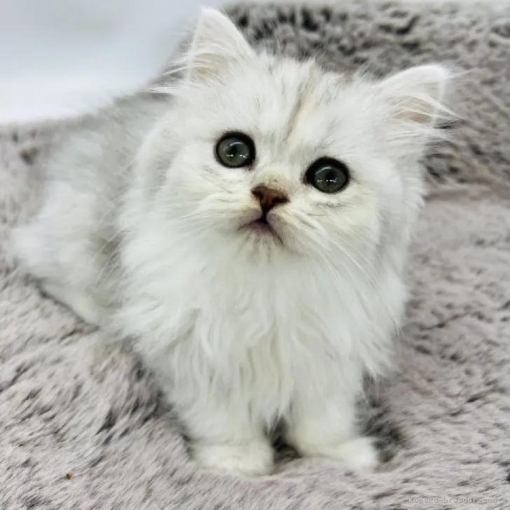 ID：2305-00975の子猫