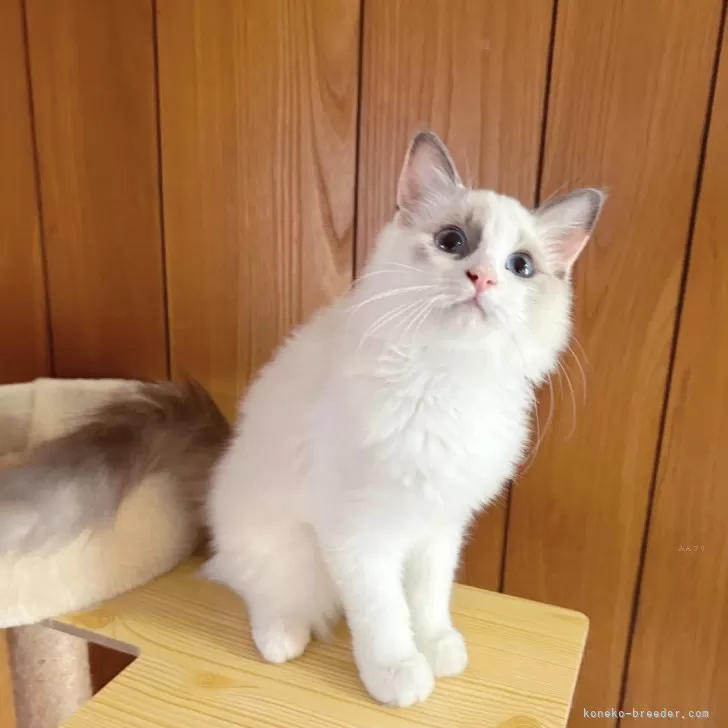 ID:2407-02290の子猫