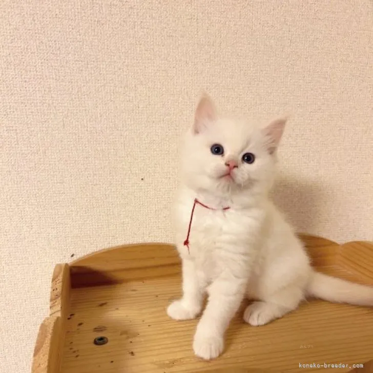 ID：2311-00336の子猫