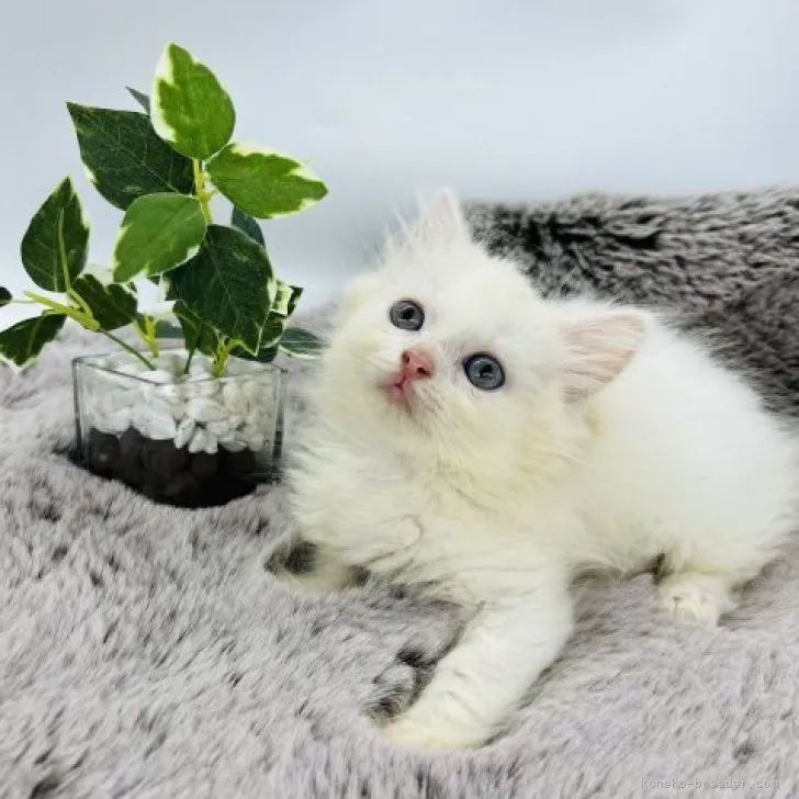 ID：2305-00974の子猫