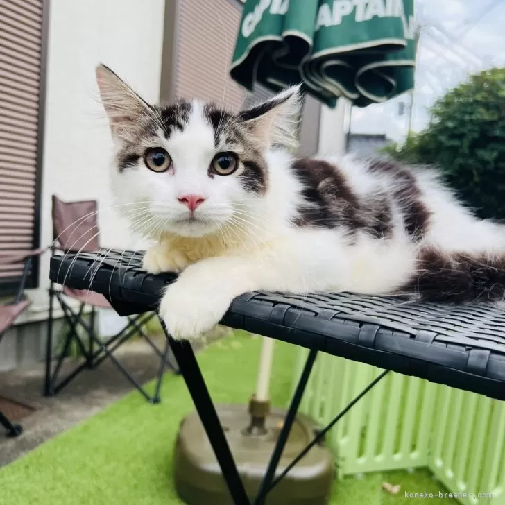 ID:2406-00525の子猫