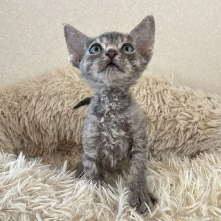 ID：2303-02528の子猫