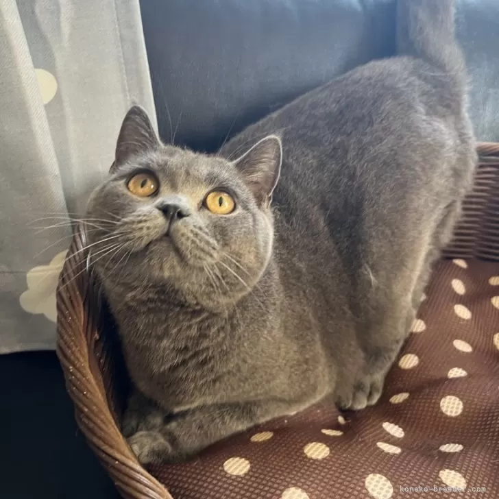ID:2303-02763の子猫