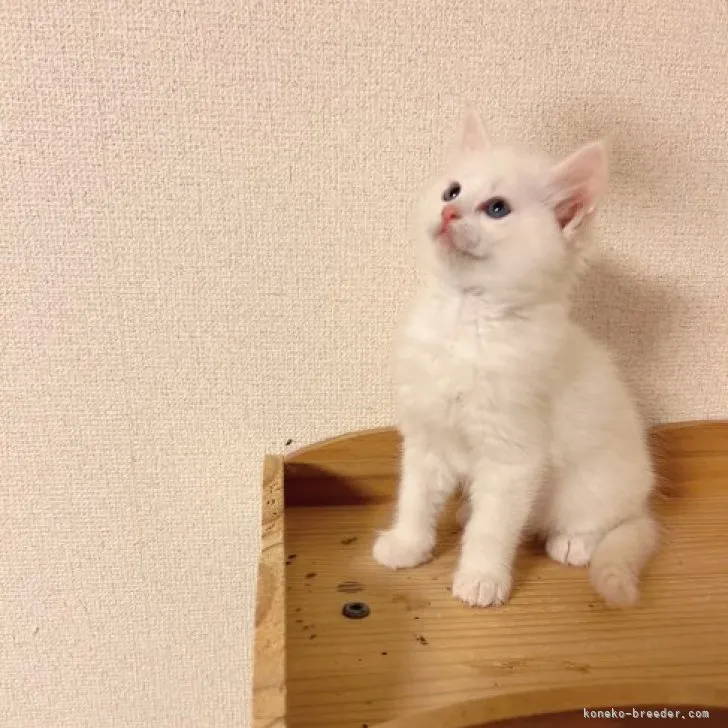 ID：2311-00340の子猫