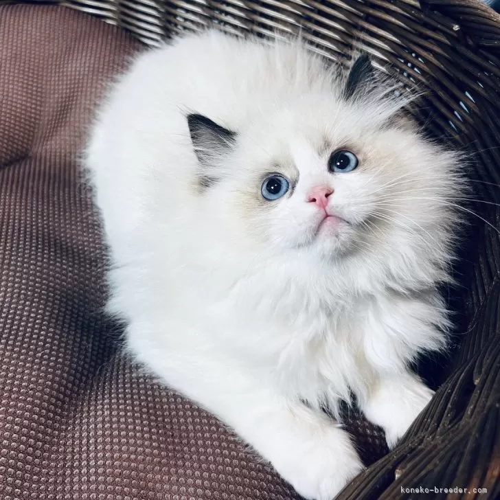 ID:2312-02462の子猫