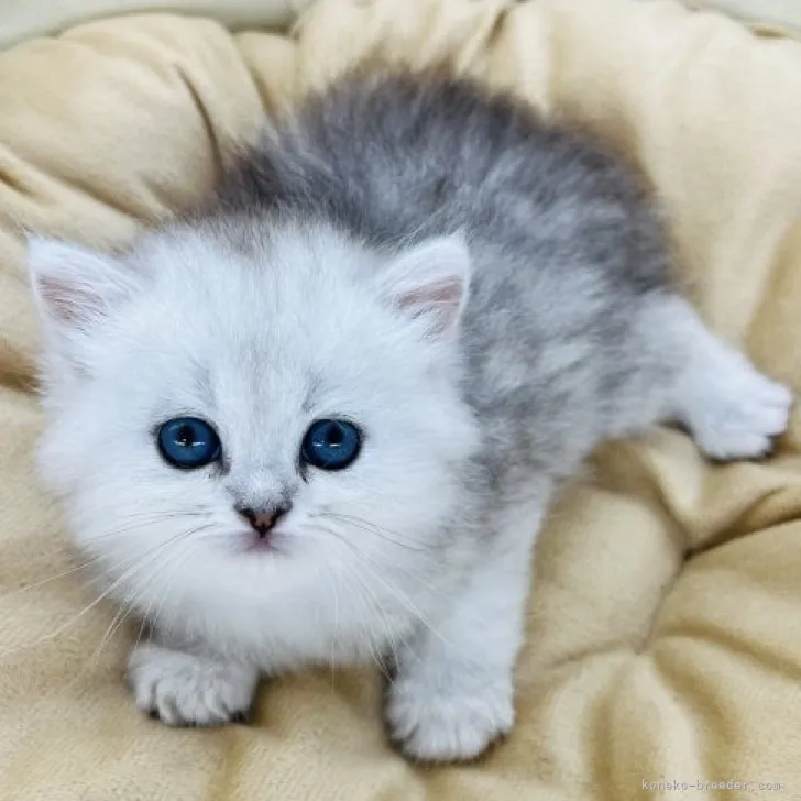 ID:2304-01409の子猫