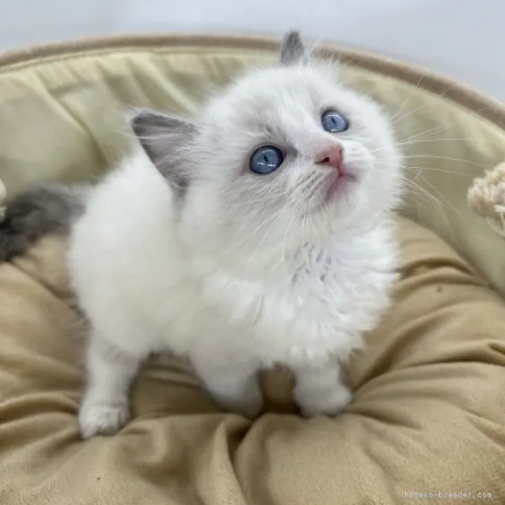 ID:2303-02748の子猫