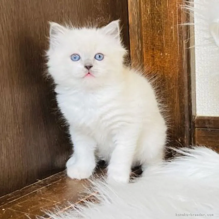 ID：2305-00775の子猫