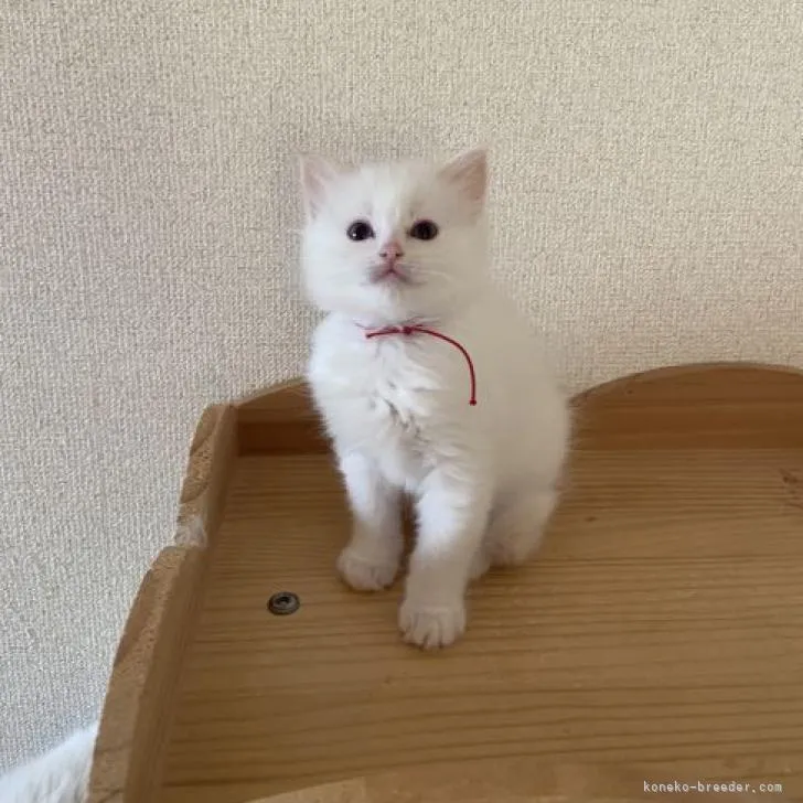ID:2302-00178の子猫