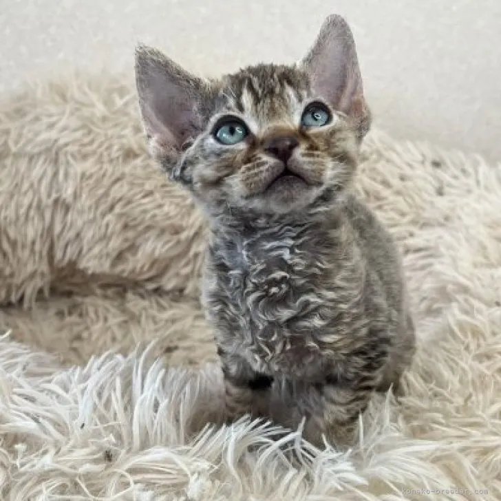 ID:2303-02878の子猫