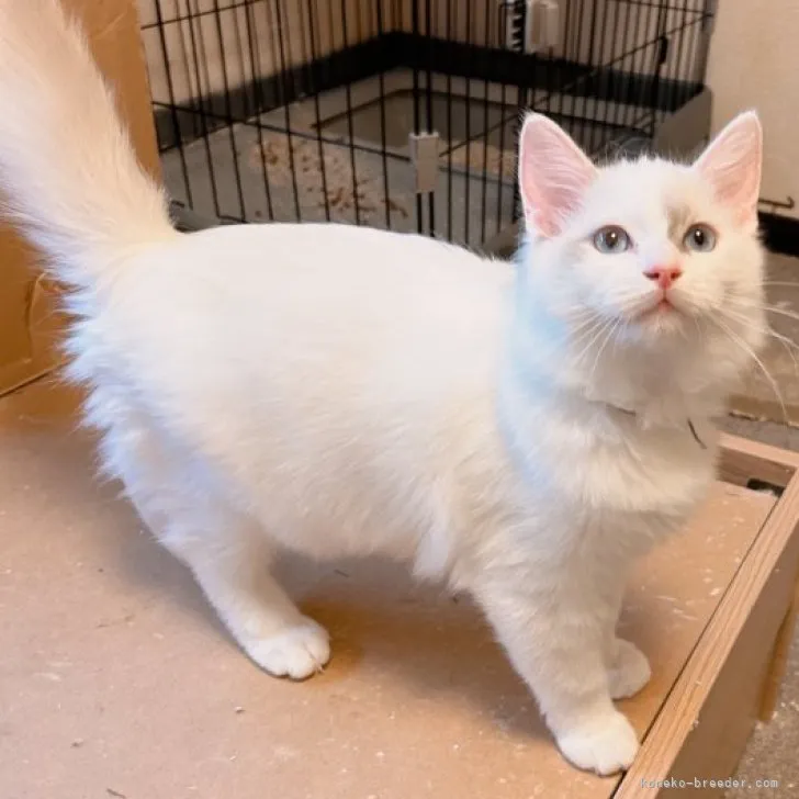 ID：2309-01002の子猫