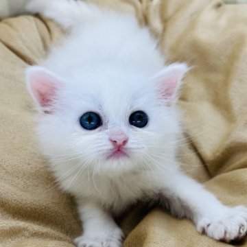 ミヌエット(長足)【埼玉県・女の子・2023年3月9日・ホワイト】の写真「ふわふわ美人さんです！！！」