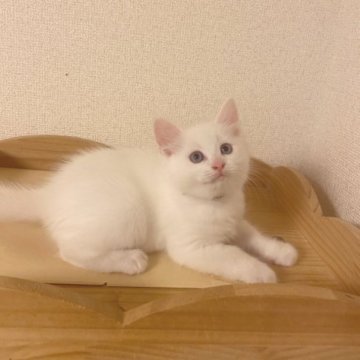 ラグドール【埼玉県・男の子・2023年7月24日・クリームポイントバイカラー（柔らかめ）】の写真「食欲が強い子」