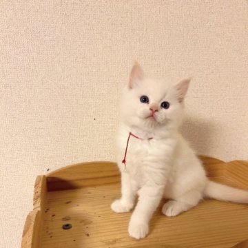 ラグドール【埼玉県・男の子・2023年10月4日・クリームポイントバイカラー】の写真「大胆な子」