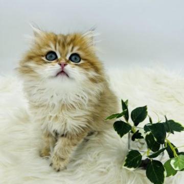 ブリティッシュショートヘア【埼玉県・男の子・2022年11月18日・ゴールデン（ロングヘア）】の写真「とっても甘えん坊。可愛い子です、元気いっぱい」