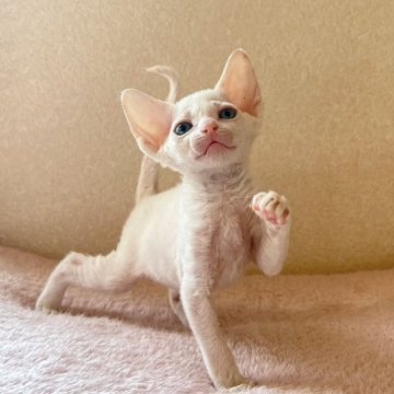 デボンレックス【埼玉県・女の子・2023年5月14日・ホワイト】の写真「元気いっぱい、甘えん坊！」