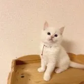 ラグドール【埼玉県・男の子・2023年10月4日・クリームポイントバイカラー】の写真1