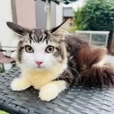 マンチカン(短足)【埼玉県・男の子・2024年4月30日・ブラック&ホワイト】の写真1「可愛い子」