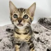 ベンガル【埼玉県・男の子・2023年1月28日・ブラウンマーブルドタビー】の写真1