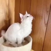 ラグドール【埼玉県・男の子・2024年5月13日・ブルーポイントバイカラー】の写真2