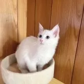 ラグドール【埼玉県・男の子・2024年5月13日・ブルーポイントバイカラー】の写真3