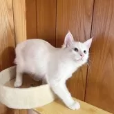 ラグドール【埼玉県・男の子・2024年5月13日・ブルーポイントバイカラー】の写真4