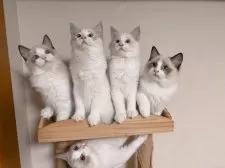 ラグドール【埼玉県・男の子・2025年7月10日・シールポイントバイカラー】の写真5