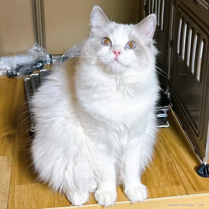 ID：2411-02571の子猫