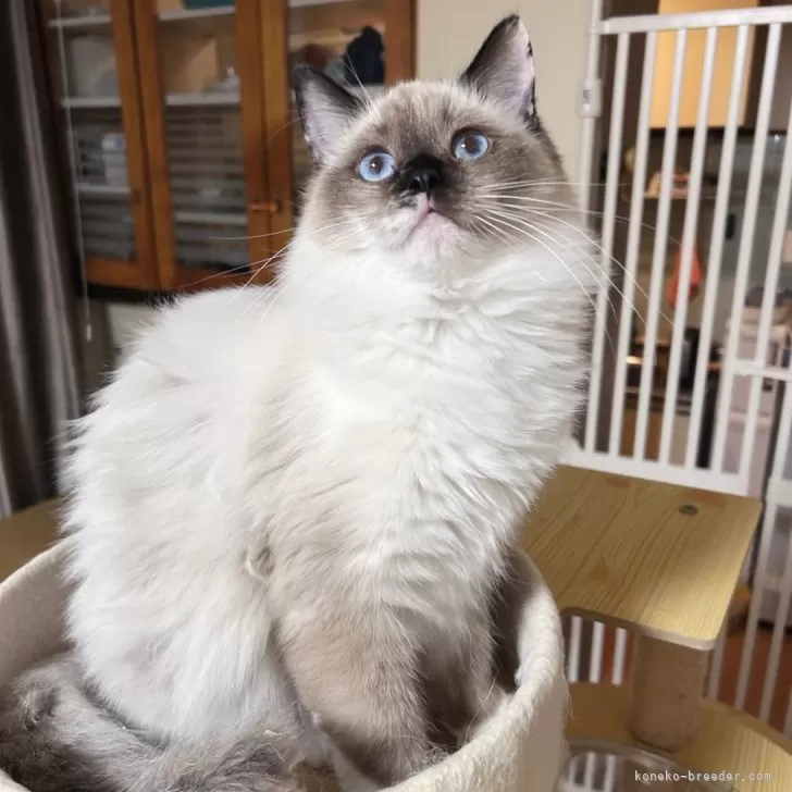 ID:2407-02277の子猫