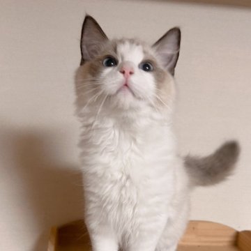 ラグドール【埼玉県・男の子・2025年7月10日・シールポイントバイカラー】の写真「外産のパパと美人の母で生まれた子」