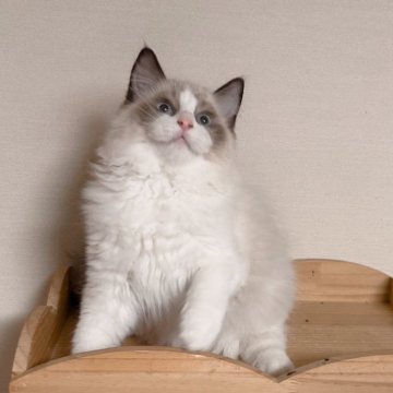 ラグドール【埼玉県・男の子・2025年7月10日・シールポイントバイカラー】の写真「外産の父と美人の母で生まれた子」