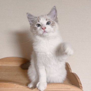 ラグドール【埼玉県・男の子・2025年7月10日・シールリンクスポイントバイカラー】の写真「外産の父と美人の母で生まれた子」