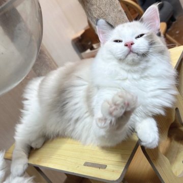 ラグドール【埼玉県・女の子・2025年4月1日・シールトッテイポイントバイカラー】の写真「食欲強い女の子」