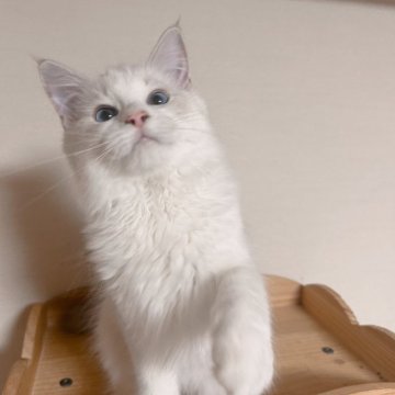 ラグドール【埼玉県・男の子・2025年7月10日・ブルーリンクスポイントバイカラー】の写真「外産の父と美人の母で生まれた子」