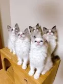 ラグドール【埼玉県・男の子・2025年4月1日・ブルーポイントバイカラー】の写真14