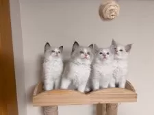 ラグドール【埼玉県・男の子・2025年7月10日・シールポイントバイカラー】の写真11