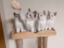 ラグドール【埼玉県・男の子・2025年7月10日・シールポイントバイカラー】の写真12