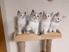 ラグドール【埼玉県・男の子・2025年7月10日・シールポイントバイカラー】の写真5