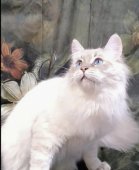 サイベリアン【・男の子・2025年3月20日・シールポイント】「物応じしない、強く優しい！に加えて美しい毛並みも、魅力的です。」