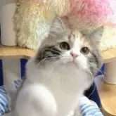 サイベリアン【静岡県・女の子・2025年6月14日・三毛】の写真5