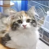 サイベリアン【静岡県・女の子・2025年6月14日・三毛】の写真4「どんどん美しくなりますね。」