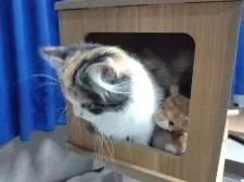 サイベリアン【静岡県・女の子・2025年6月14日・三毛】の写真15「ぬいぐるみと一緒にひょっこり顔出し💕」