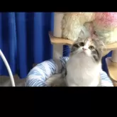 サイベリアン【静岡県・女の子・2025年6月14日・三毛】の写真11