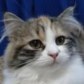 サイベリアン【静岡県・女の子・2025年6月14日・三毛】の写真6「ふわふわの毛並みと澄んだ瞳」